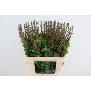 BAPTISIA AUSTRALIS BROWN/YELLOW 065CM
