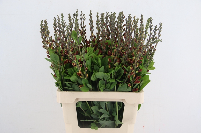 <h4>BAPTISIA AUSTRALIS BROWN/YELLOW 065CM</h4>