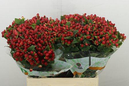 <h4>HYP MAG TRIUMPH</h4>