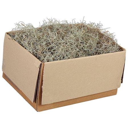 <h4>TILLANDSIA FIJN</h4>