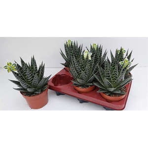 ALOE TIKI TAHI