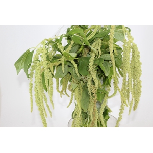 AMARANTHUS VERDE PENDENTE 070 CM
