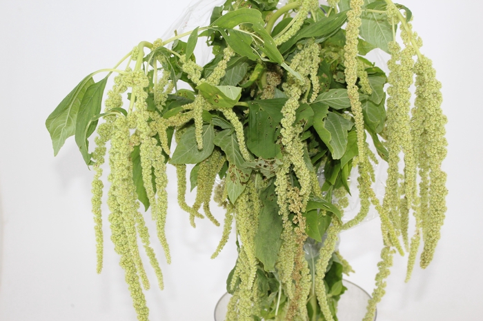 AMARANTHUS VERDE PENDENTE 070 CM
