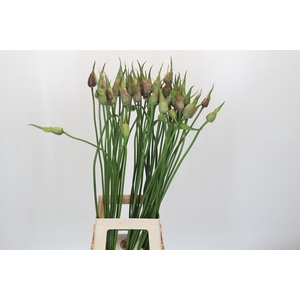 Allium Mystic Merlin