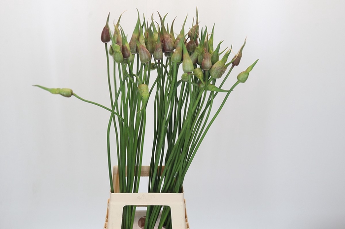 <h4>Allium Mystic Merlin</h4>