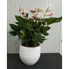Arrangementen planten in schelp H%