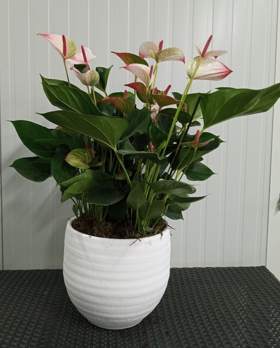 Arrangementen planten in schelp H%