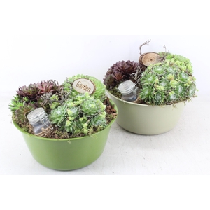 arr4 Semp MB - Zink bolschaal green XL