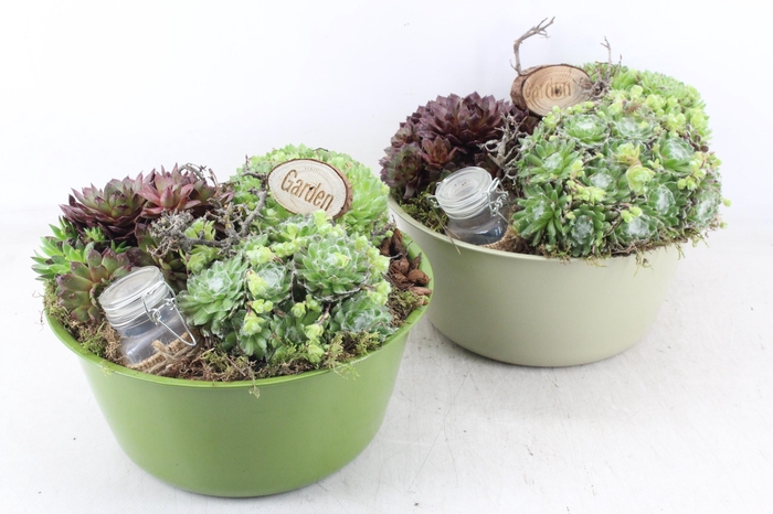 <h4>arr4 Semp MB - Zink bolschaal green XL</h4>