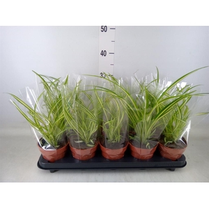 Chlorophytum cos. 'Atlantic'