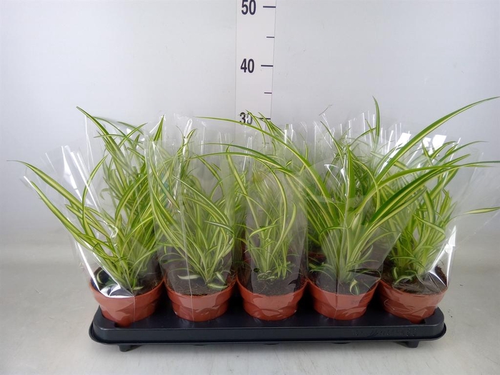 <h4>Chlorophytum cos. 'Atlantic'</h4>