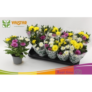 CHRYS DA VINC GEM PT