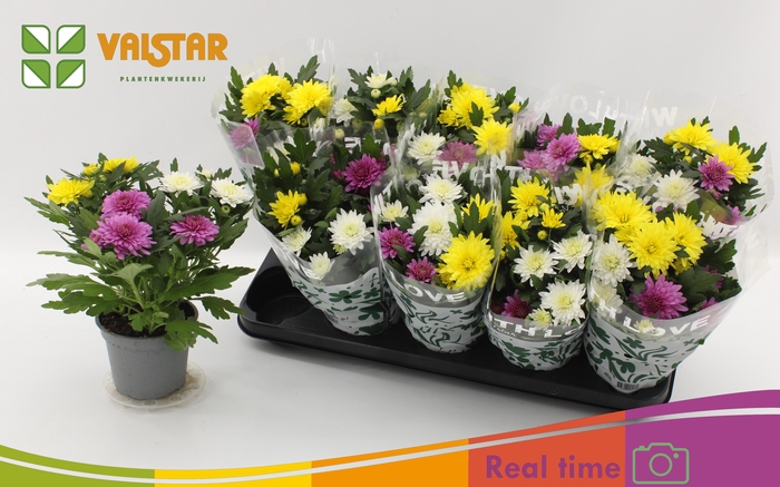 <h4>CHRYS DA VINC GEM PT</h4>