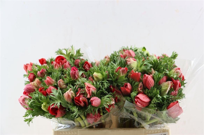 <h4>Anem Marianne Red</h4>