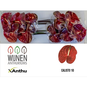 ANTH A CALISTO