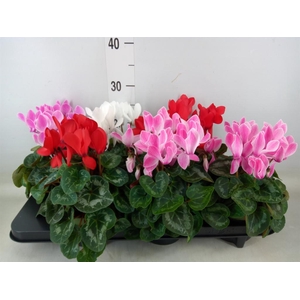 Cyclamen MD 'Macro'