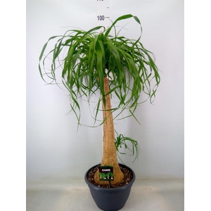 Beaucarnea recurvata