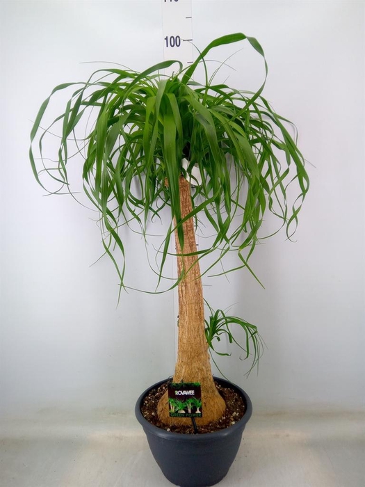 <h4>Beaucarnea recurvata</h4>