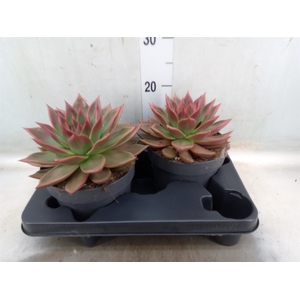 Echeveria   ...