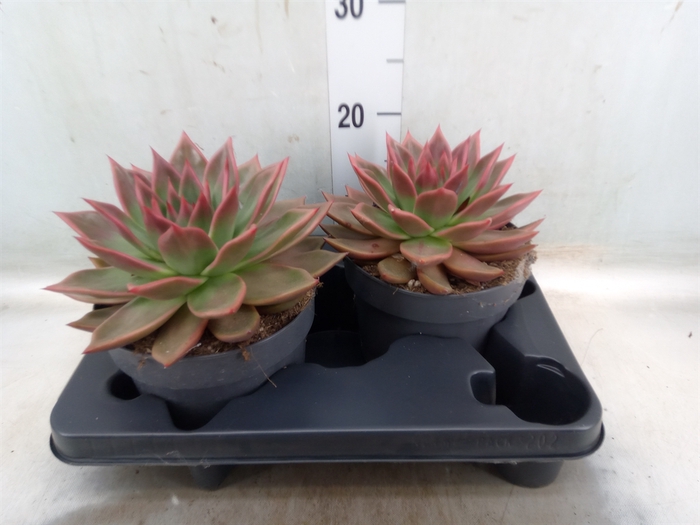 <h4>Echeveria   ...</h4>