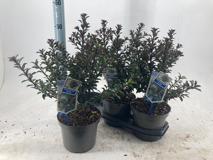 <h4>ILEX MESERVEAE</h4>