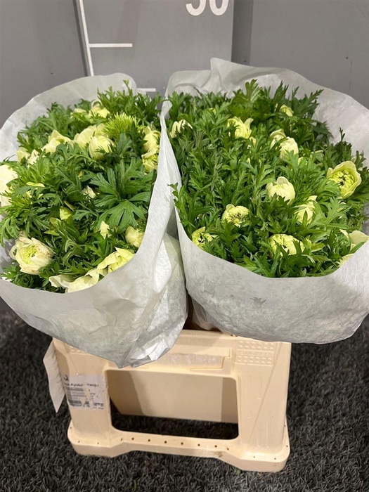 <h4>Anem Co Mis + White</h4>