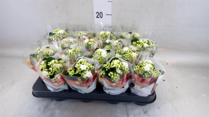 <h4>Kalanchoe blos. 'RosDon Dione'</h4>