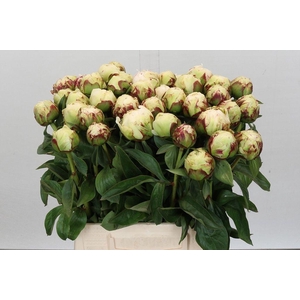 Paeonia snow princess