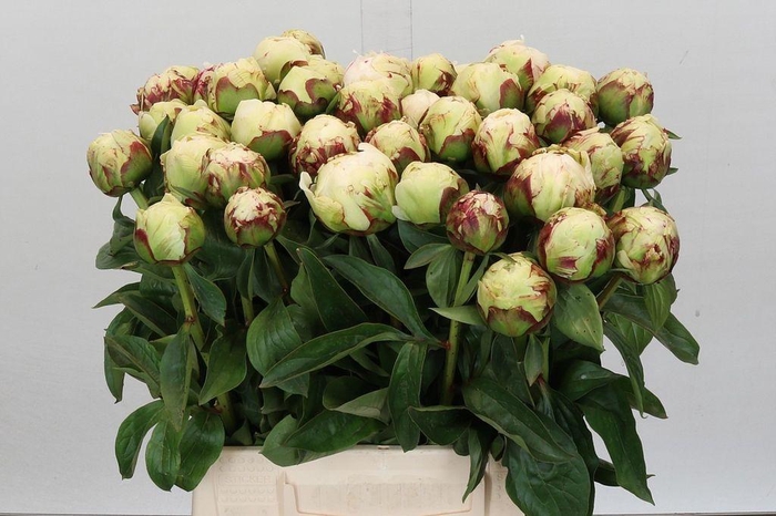 <h4>Paeonia snow princess</h4>