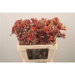 Anigozanthos Ramp Roy Slav