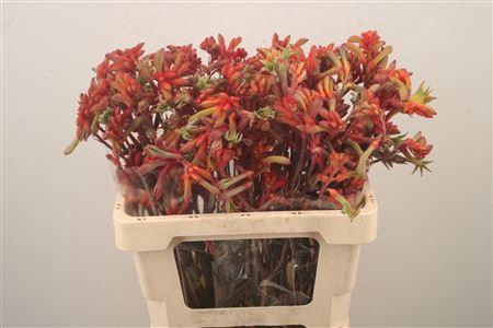 <h4>Anigozanthos Ramp Roy Slav</h4>