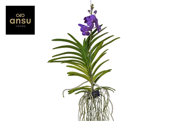 <h4>Vanda Tayanee Blue Large</h4>