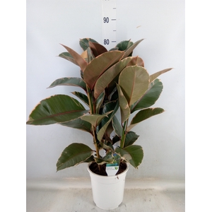 Ficus   ...