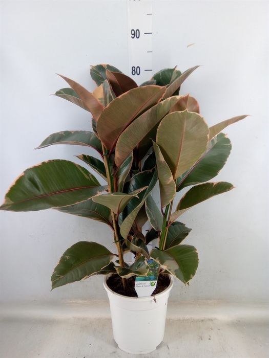 <h4>Ficus   ...</h4>