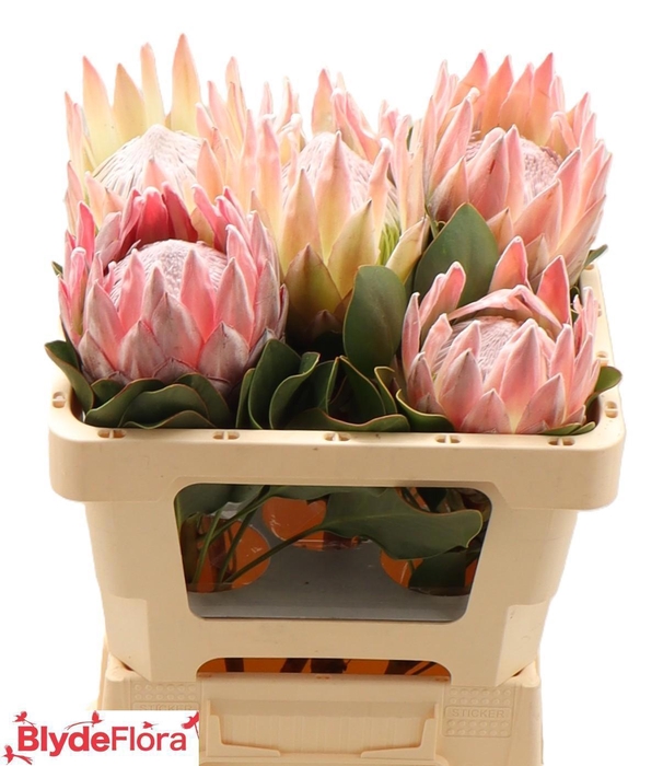 <h4>PROTEA CYNAROIDES</h4>