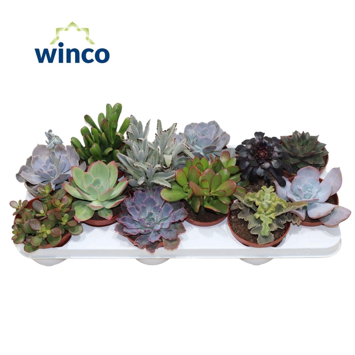 <h4>Succulenten Mix</h4>