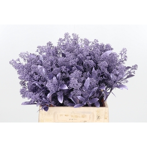 Skimmia Kl Bh Metal Milka