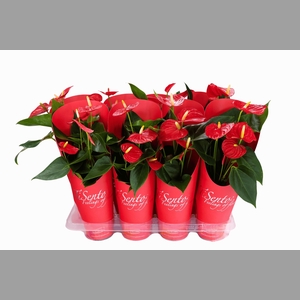 ANTHU AN SUCCESS RED