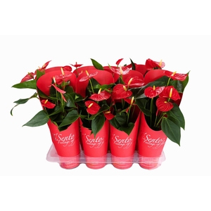 ANTHU AN SUCCESS RED