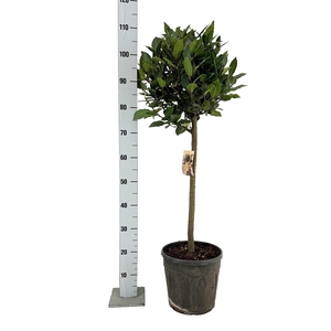 LAU NOBILIS