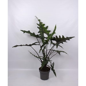 Alocasia Sabrina Narrow 32cm