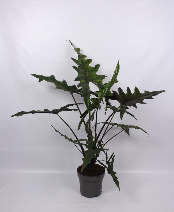 <h4>Alocasia Sabrina Narrow 32cm</h4>