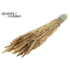 Triticum per bunch Antique Gold + Glitter