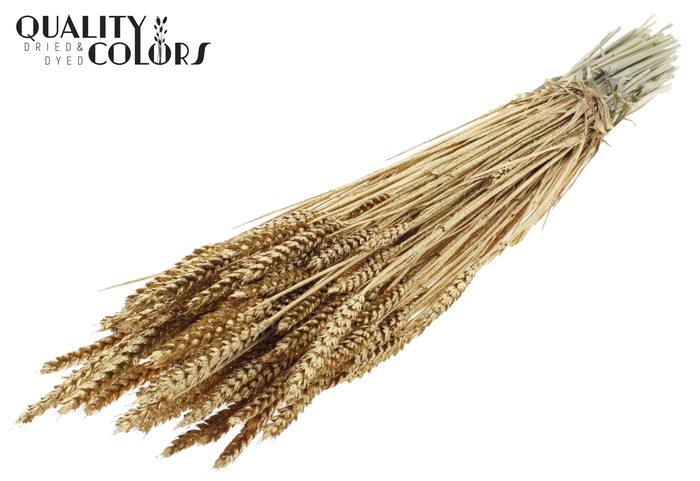Triticum per bunch Antique Gold + Glitter