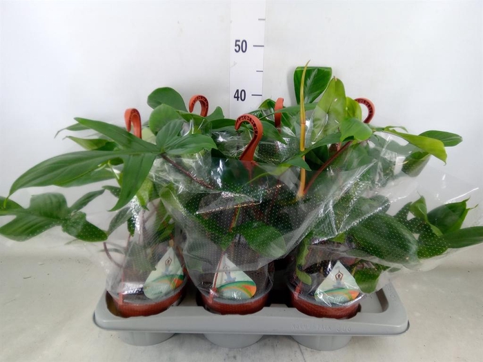 <h4>Philodendron ...</h4>