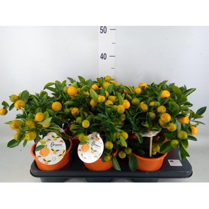 Citrofortunella mic.