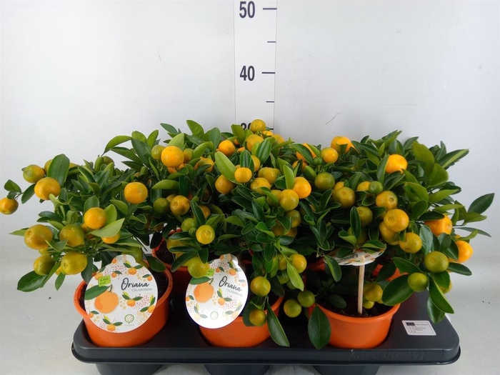 <h4>Citrofortunella mic.</h4>