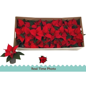 Euphorbia pulc. C. F. Red