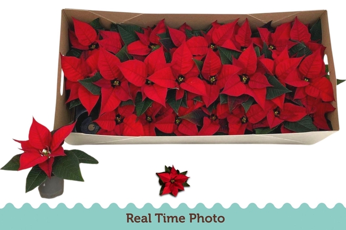 <h4>Euphorbia pulc. C. F. Red</h4>