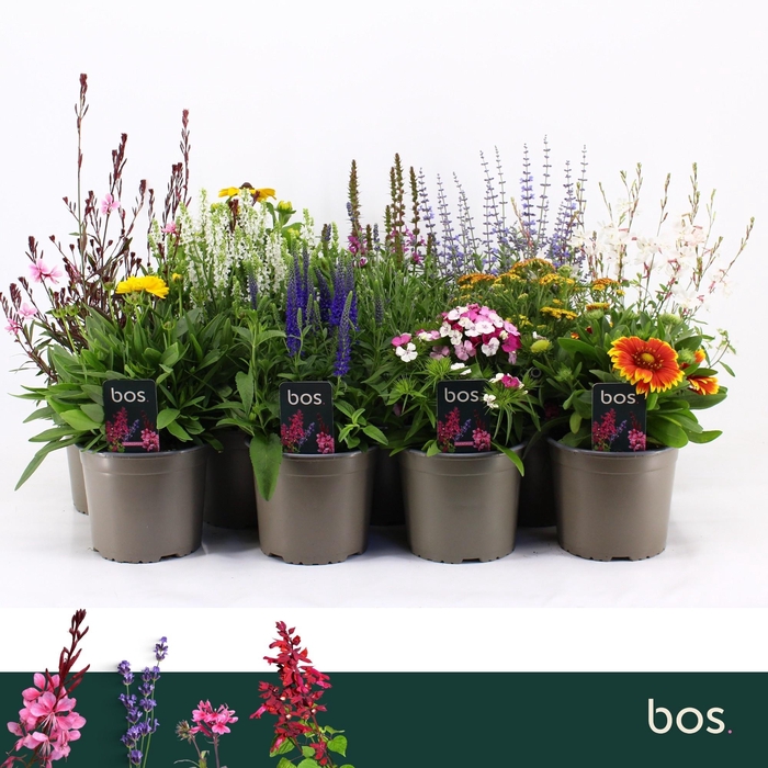 VASTE PLANT GEM 4 SO